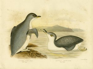Pinguino minore, 1891 da Gracius Broinowski
